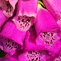 Buy canvas prints of Foxglove after a shower of rain by Jim Jones