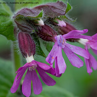 Buy canvas prints of English Wild Flowers - Red Campion (2) by Jim Jones
