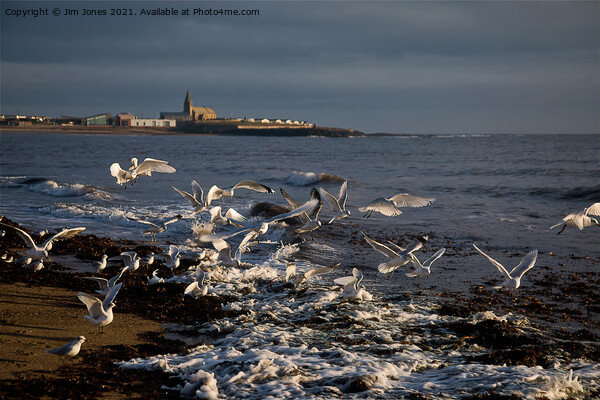 Seagulls feeding amongst the kelp Picture Board by Jim Jones