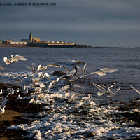 Buy canvas prints of Seagulls feeding amongst the kelp by Jim Jones