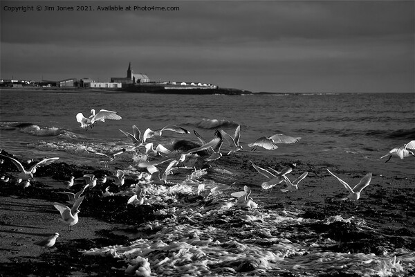 Seagulls feeding amongst the kelp - B&W Picture Board by Jim Jones
