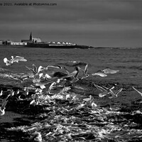 Buy canvas prints of Seagulls feeding amongst the kelp - B&W by Jim Jones