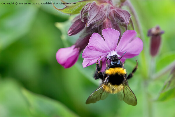 English Wild Flowers - Red Campion with bee Picture Board by Jim Jones
