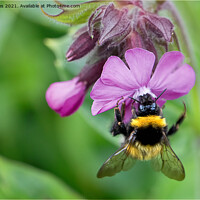 Buy canvas prints of English Wild Flowers - Red Campion with bee by Jim Jones