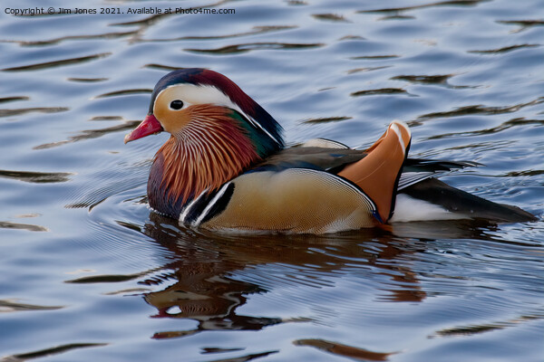 Mandarin duck on the River Wansbeck Picture Board by Jim Jones