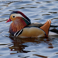 Buy canvas prints of Mandarin duck on the River Wansbeck by Jim Jones