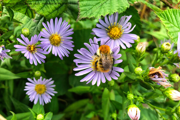 Bee on Purple Aster Picture Board by Jim Jones