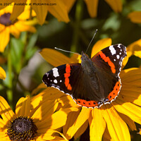 Buy canvas prints of  Red Admiral; Yellow Flower by Jim Jones