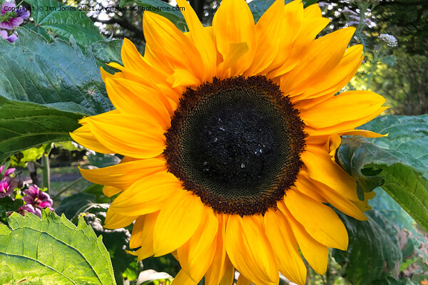 Sunflower macro Picture Board by Jim Jones