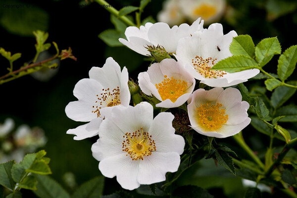 English Wild Flowers - Dog Rose Picture Board by Jim Jones