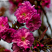 Buy canvas prints of Artistic Cherry Blossom in Spring by Jim Jones