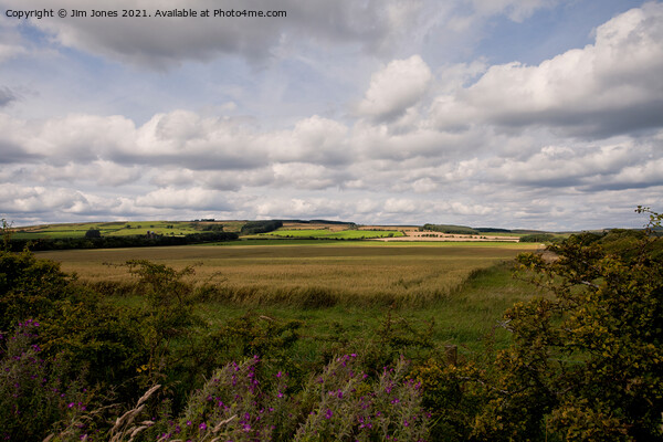 The rolling hills of Northumberland Picture Board by Jim Jones