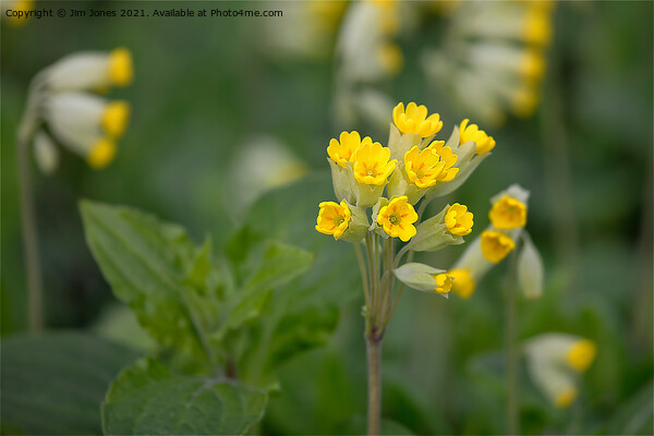 English Wildflowers - Cowslips Picture Board by Jim Jones