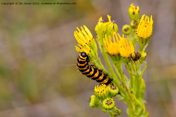 Cinnabar Moth Caterpillar on Ragwort Flowers Picture Board by Jim Jones