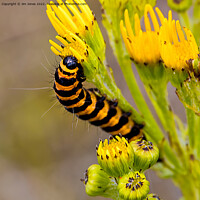 Buy canvas prints of Cinnabar Moth Caterpillar on Ragwort Flowers - Square Crop by Jim Jones