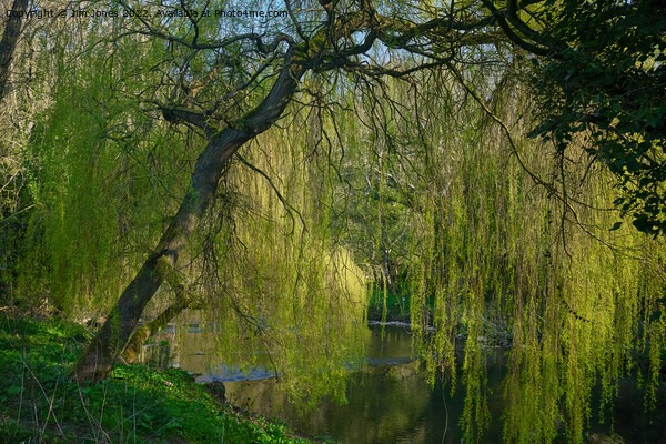 Weeping Willow on the River Blyth - re-worked Picture Board by Jim Jones
