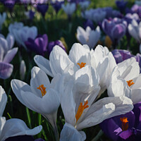Buy canvas prints of The flowers that bloom in the Spring tra la! (2) by Jim Jones