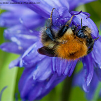 Buy canvas prints of Bumbling along and hanging on by Jim Jones