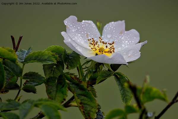 Raindrops on English Dog Rose Picture Board by Jim Jones