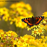 Buy canvas prints of Tortoiseshell butterfly spreading its wings by Jim Jones