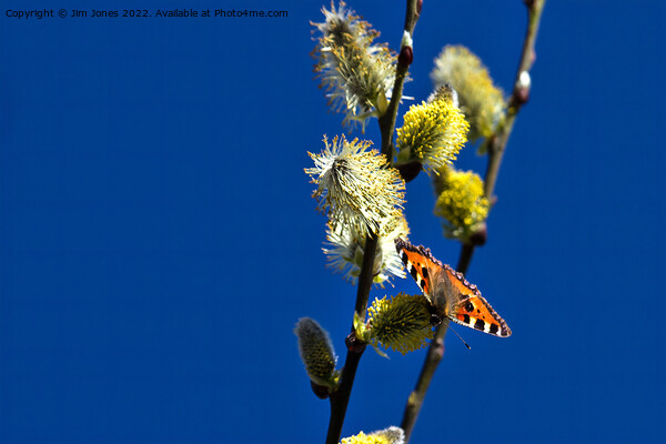 Blue Sky and a Butterfly Picture Board by Jim Jones