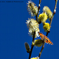 Buy canvas prints of Blue Sky and a Butterfly by Jim Jones