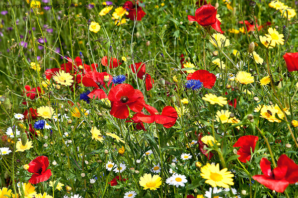 Colourful Wild Flowers Picture Board by Jim Jones