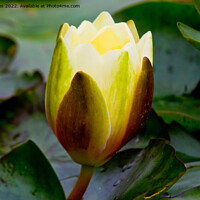 Buy canvas prints of English Wild Flowers - Water Lily by Jim Jones