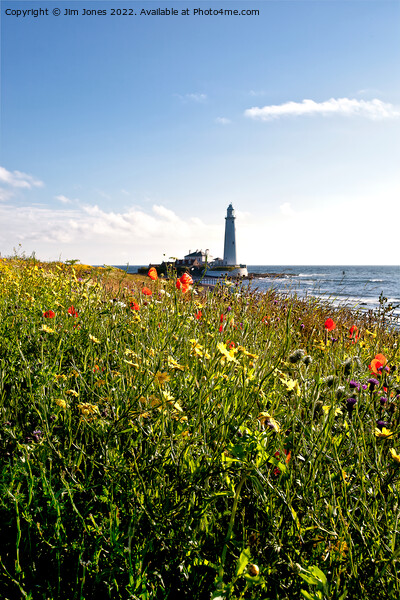 Wild Flowers at St Mary's Island Picture Board by Jim Jones