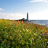 Buy canvas prints of Wild Flowers at St Mary's Island by Jim Jones
