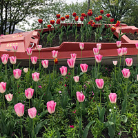 Buy canvas prints of Tulips by Jim Jones