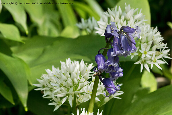English Wild Flowers - Bluebell and Wild Garlic Picture Board by Jim Jones