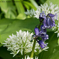 Buy canvas prints of English Wild Flowers - Bluebell and Wild Garlic by Jim Jones