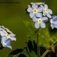 Buy canvas prints of Forget-me-not Panorama by Jim Jones