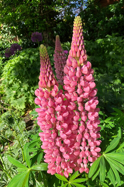 Lupins Picture Board by Jim Jones