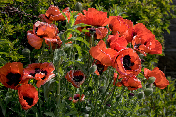 Blood Red Backlit Poppies - rework Picture Board by Jim Jones
