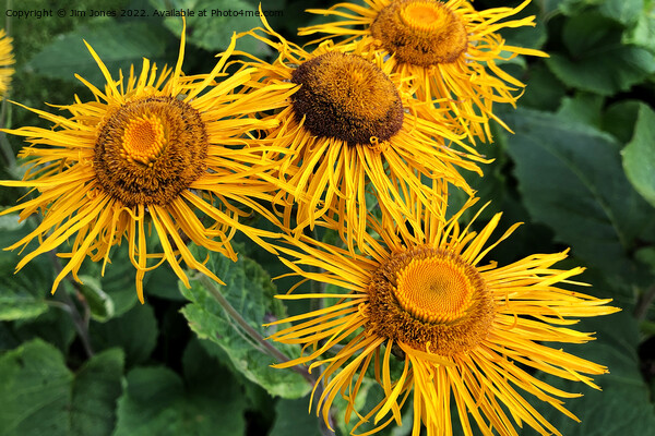 Inula Sunflowers macro Picture Board by Jim Jones