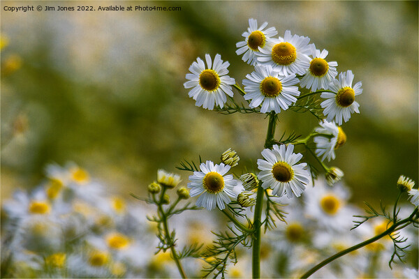 English Wild Flowers - Chamomile Picture Board by Jim Jones