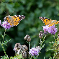 Buy canvas prints of Painted Lady Butterflies in sunshine by Jim Jones