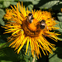 Buy canvas prints of Two bees, or not two bees, that is the question - Square crop by Jim Jones