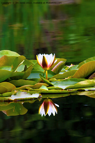 Waterlily reflections Picture Board by Jim Jones