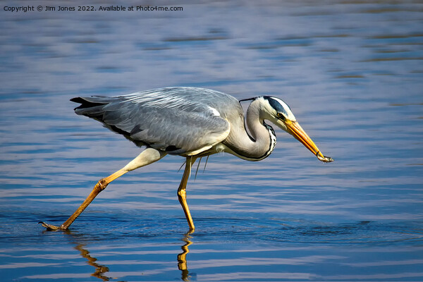 Snack time for Grey Heron Picture Board by Jim Jones