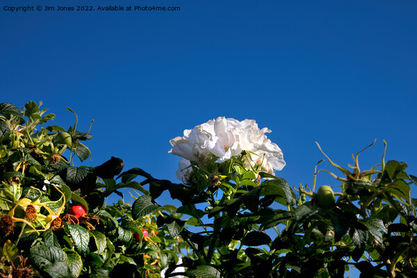 White Dog Rose under a clear blue sky Picture Board by Jim Jones