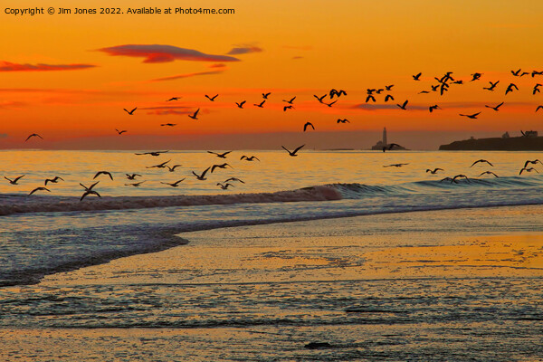 Seagulls soaring skywards Picture Board by Jim Jones
