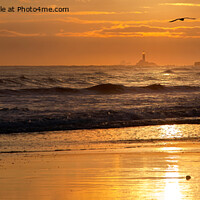 Buy canvas prints of Sunrise and a Single Seagull - Panorama by Jim Jones