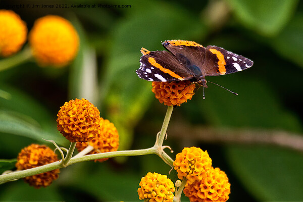 Beautiful Butterfly basking on Buddleia bush. Picture Board by Jim Jones