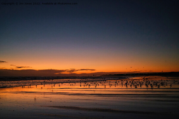 Silhouetted Seagulls on the Sand before Sunrise Picture Board by Jim Jones
