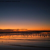 Buy canvas prints of Silhouetted Seagulls on the Sand before Sunrise by Jim Jones