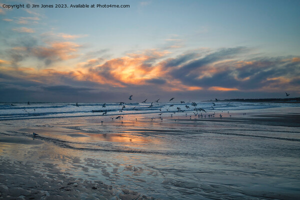 Seagulls at Sunrise Picture Board by Jim Jones