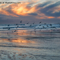 Buy canvas prints of Seagulls at Sunrise - Panorama by Jim Jones